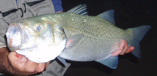 Dicentrarchus punctatus (Bloch, 1792)